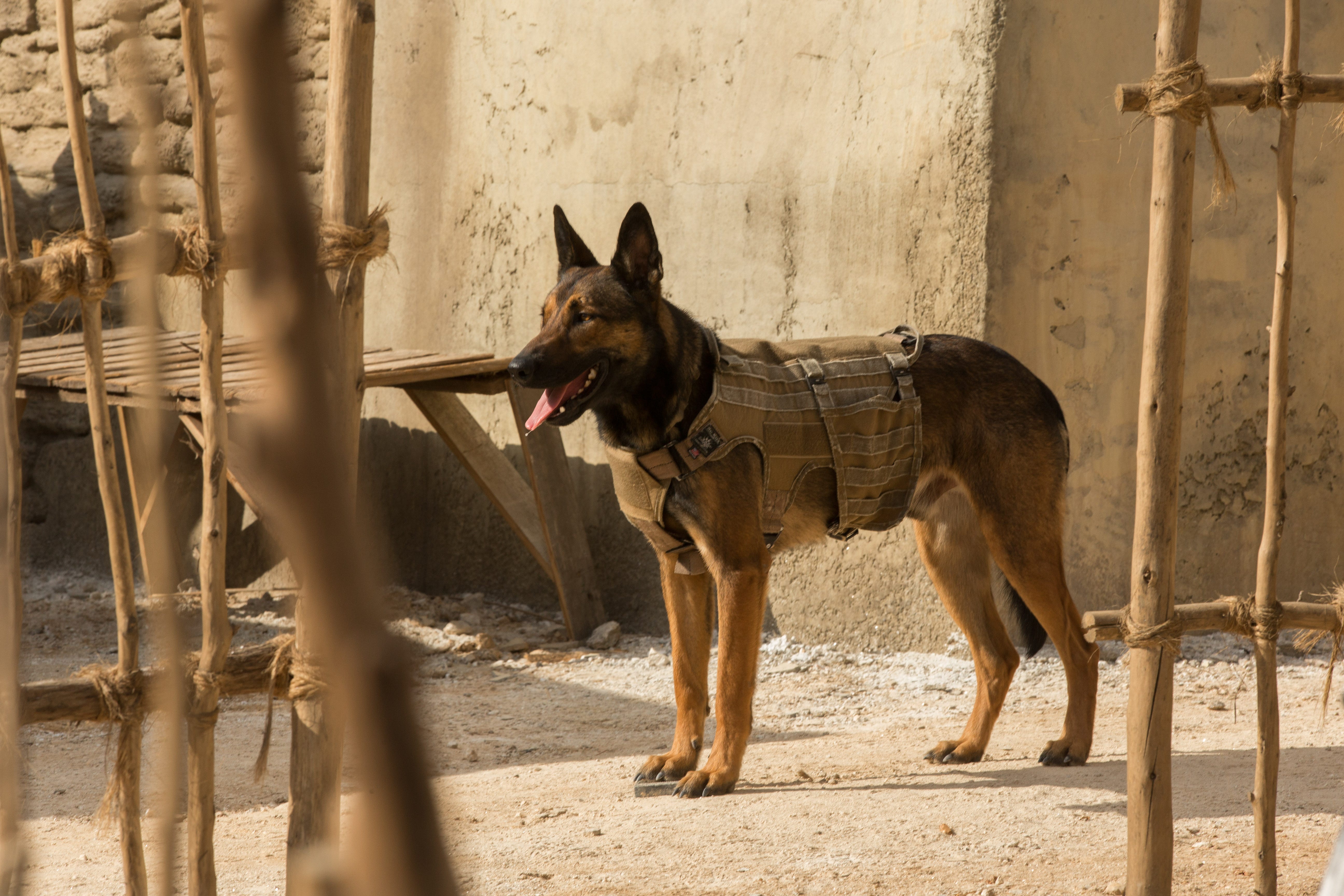 Meet the dog star who plays heroic 'Max'